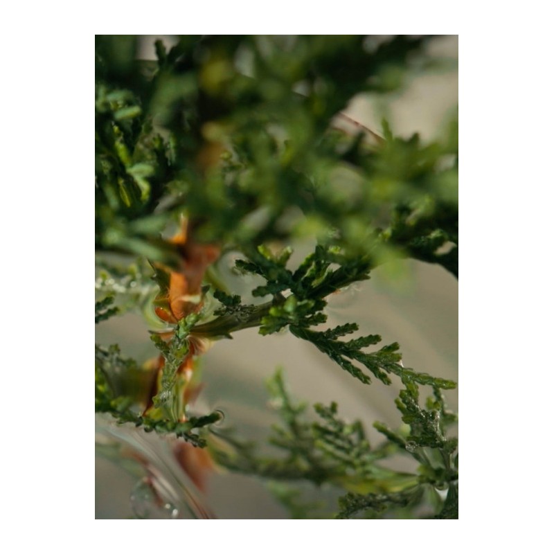 B-real B U Multi Perfume Ritual Moment 15ml / 비리얼비유