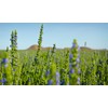 Chia Seeds for Planting, 1000+ Seeds Per Packet,Herb/Flower, (Isla's Garden