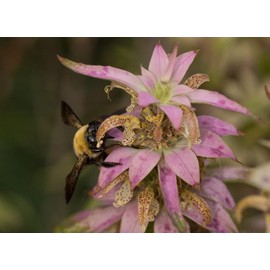 Spotted Bee Balm Monarda punctata Meadow Wildflowers Premium Seeds for Planting Packet