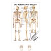 Sport-Tec The Human Skeleton Mini Poster Anatomy 34 x 24