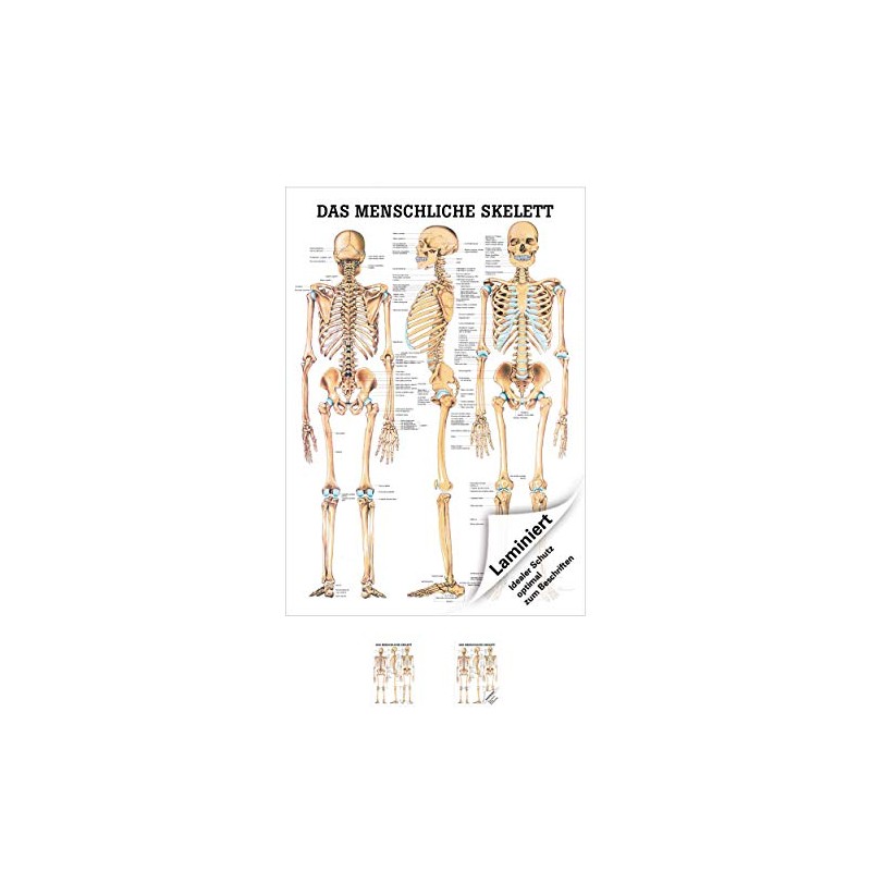 Sport-Tec The Human Skeleton Mini Poster Anatomy 34 x 24