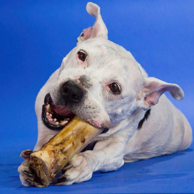 Best Bully Sticks Marrow Bones - 3 Count (Pack of