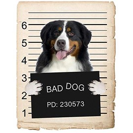 Bernese Mountain Dog Mugshot Bad Dog Car Bumper Magnet, Magnetic for Refrigerator, Decorative Fridge, Office, Whiteboard, Kitchen, Locker Waterproof Decor, Family & Friends, 4x7 in
