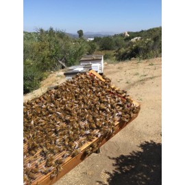 Pure Bee Venom Powder (1 gram)