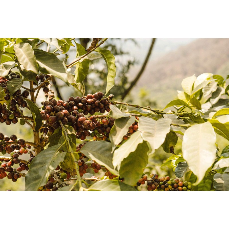 Bean Around The World Coffees (Peru Norte - Medium Roast),