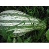 Unbranded Heirloom Melon & Squash Garden Collection-Org