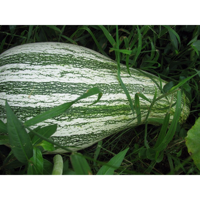Unbranded Heirloom Melon & Squash Garden Collection-Org