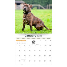 2026 Staffordshire Bull Terrier Deluxe Wall Calendar | Staffy Dog | 12" x 13.3" | Plastic Free | 16-Month | Plastic Free | Home & Office Organizer | Monthly View | Major Holidays