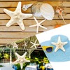 SKOOLOVE 10PCS Natural Starfish Mixed, Finger Starfish and Bread Starfish