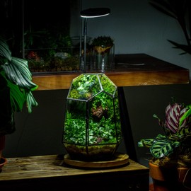 NCYP Close Geometric Glass Terrarium with Door - Black Irregular 9.8inches Tall Glass Planter - Handmade Modern Succulent Cacti Flower Pot - Home Garden Decor DIY (Plants NOT Included)