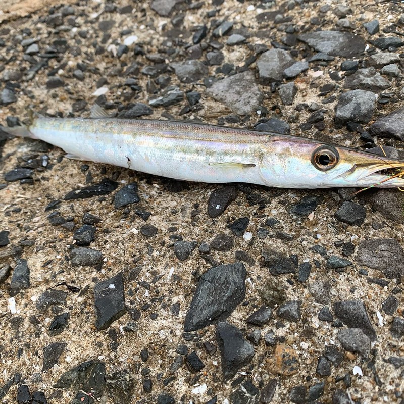 ハヤブサ(Hayabusa) カマス専科 キャスティングサビキ3本鈎3セット 11-4 HS421-11-4