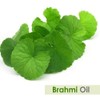 Brahmi (Bacopa monnieri) Essential Oil 100% Pure & Natural -