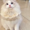 Gold Pet Lace Collar Dog Cat Collar Lace Pet Scarf
