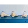 Atlantic Whelk Sea Shell | Florida Left Whelk | Large