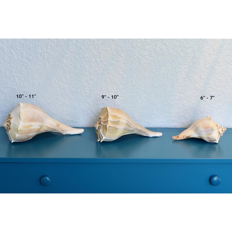 Atlantic Whelk Sea Shell | Florida Left Whelk | Large