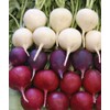 SeedsUP - 300+ Seeds Radish Rainbow Fast&Quick 25 Days -