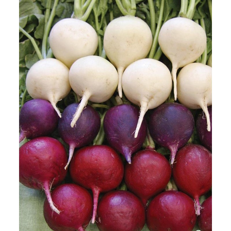 SeedsUP - 300+ Seeds Radish Rainbow Fast&Quick 25 Days -