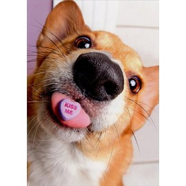Dog with Candy Heart on Tongue - Avanti Valentine's Day Card