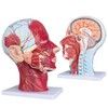 LVCHEN Face Head Muscle Model - Human Half Head &