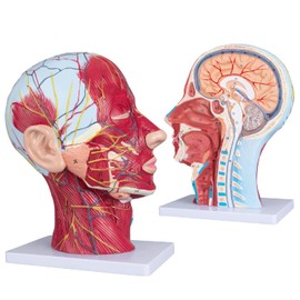 LVCHEN Face Head Muscle Model - Human Half Head & Neck Anatomy Model Superficial Neurovascular Model with Musculature 1:1 Life Size Anatomical Median Section for Science Classroom Display Teaching