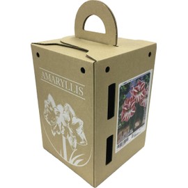 Pot Amaryllis "Crown" (Amaryllis Bulb Cultivation Set)