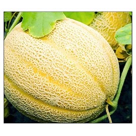 50 Hales Best Jumbo Cantaloupe | Non-GMO | Fresh Garden Seeds