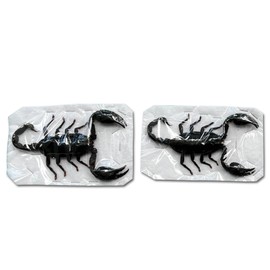 2 Real Scorpion Taxidermy Specimens: Dried Insect Beetle Bug Entomology Oddities Display for Artistic and Gothic Décor SCOR-02