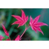 Beni Maiko Japanese Maple 3 - Year Graft
