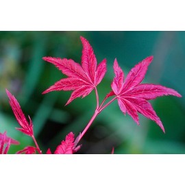 Beni Maiko Japanese Maple 3 - Year Graft