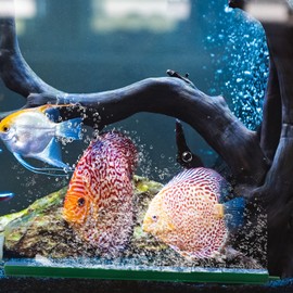 LAMXD 5 PCS Air Stone Bar 12 cm 4.2" Bubble Release Mineral Airstones for Fish Tank Aquarium Pump Green/Blue