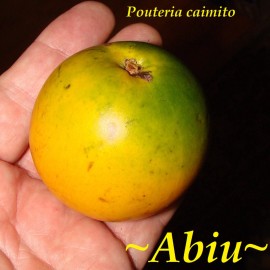 Polynesian Produce Sand ~Abiu~ Pouteria caimito tropical Live Fruit tree (10” To 24”) from Hawaii