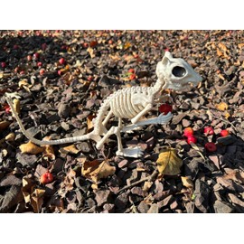 Crazy Bonez Skeleton Squirrel
