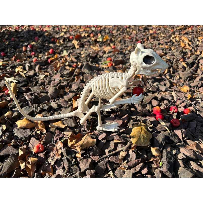 Crazy Bonez Skeleton Squirrel