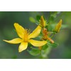 SeedsUP - 1500+ Seeds St. John's Wort (Hypericum perforatum) -