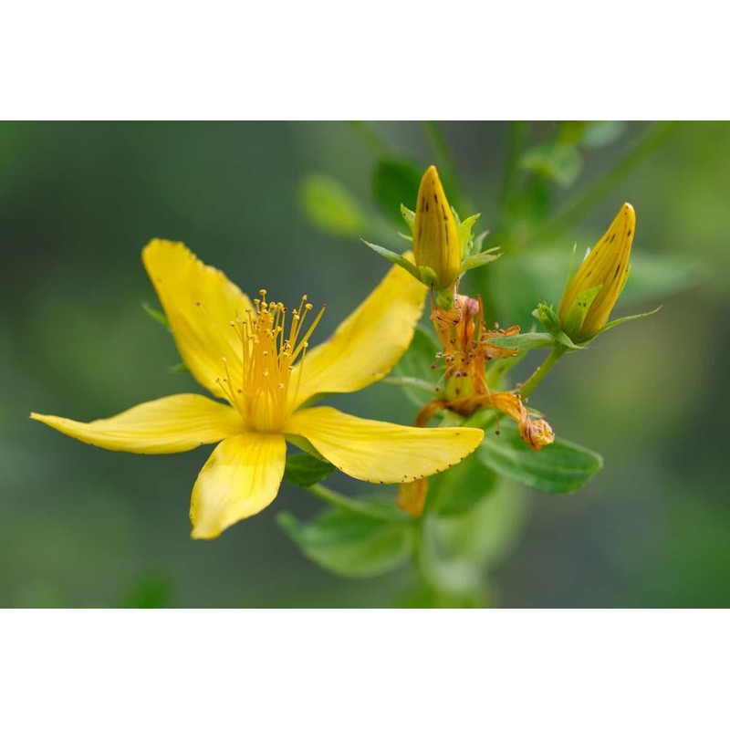SeedsUP - 1500+ Seeds St. John's Wort (Hypericum perforatum) -