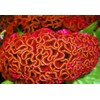 Huge Brain Celosia! Crazy Mixed Colors 100 Seeds ! Comb.s/h!