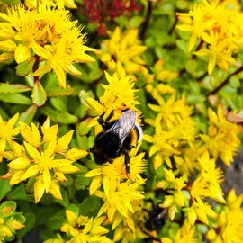 Outsidepride Hybridum Sedum Seeds - 2000 Pcs Perennial Ground Cover Seeds for Planting, Cold-Hardy & Heat-Tolerant Succulent Plants, Ideal for Rock Gardens, Containers, and Xeriscaping