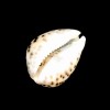 Polished Tiger Cowrie Sea Shell Premium Quality Rare Unique Sea