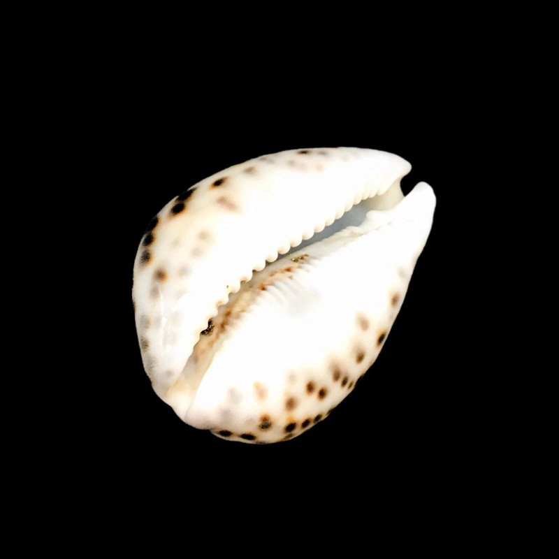 Polished Tiger Cowrie Sea Shell Premium Quality Rare Unique Sea