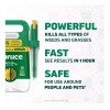 Spruce Snap & Spray Weed and Grass Killer Power Starter