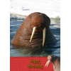Walrus Birthday Card