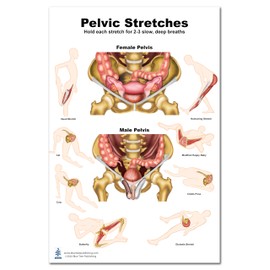 Pelvic Stretches Chart 12"*17" for physical therapists PT, Ocupational therapists OT Female Pelvis with Pelvic Floor Female and Male structure