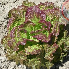 Leaf Lettuce Garden Seeds - Prizehead- 1 g Packet ~900 Seeds - Non-GMO, Heirloom Vegetable Gardening & Microgreens Seed - Prize Head