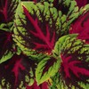 Outsidepride Coleus Kong Red - 20 Seeds