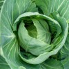 Fresh 250+ VATES COLLARD SEEDS FRESH HARVEST FOR GARDENS