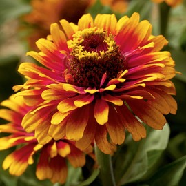 Outsidepride Zinnia Zowie Yellow Flame Flower Seeds - 30 Seeds