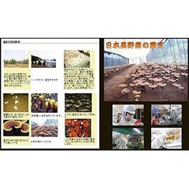 Beauty Years Spiritual Lawn