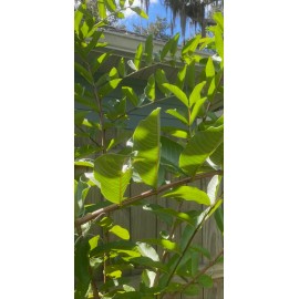 100% Pure 25 Guava Leaves