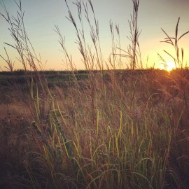 Hale Habitat &amp; Seed Big Bluestem Native Grass Seed - 1/4 Acre Bag - Deer and Upland Bird Cover