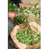 Health Embassy Hawthorn Flower (Crataegus L), 100 g